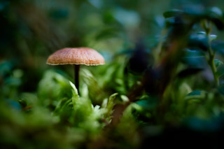 Sun Cap