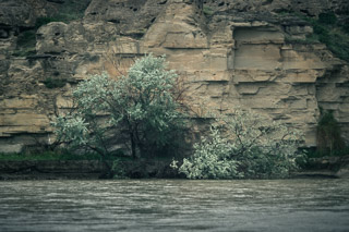 Silver Against the Cliff Face