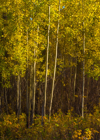 Sectioning the Fall Forest