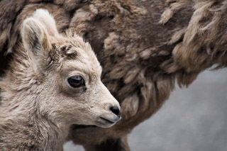 Young Sheep with Mother