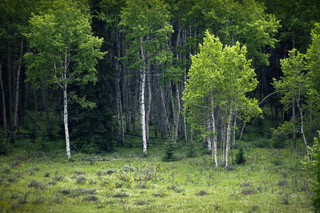 Edge of a Mixed Forest