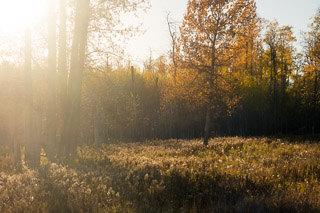 Seeding Meadow II