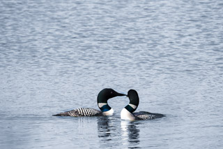 Loon Couple