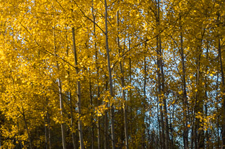 Curtain of Yellow