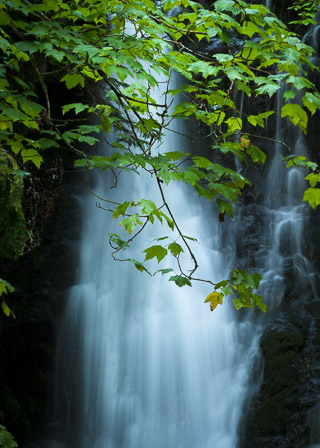A Delicate Scene