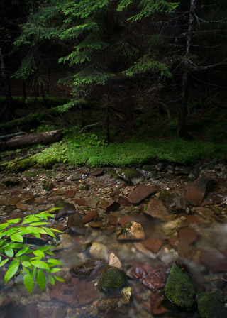 Shaded Stream Bank