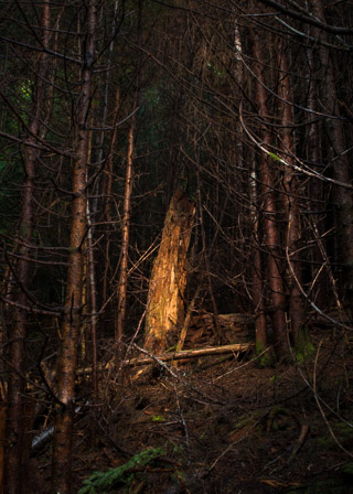 Sun in a Dense Forest