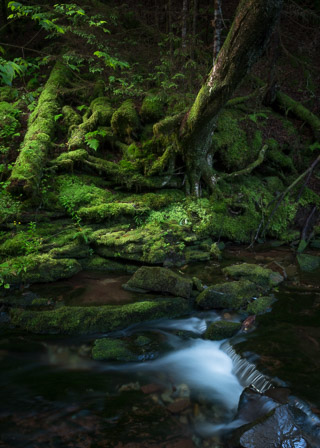 Enchanted Mossy Stream