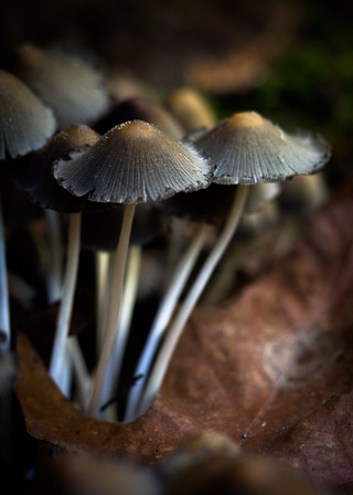 Cluster of Caps