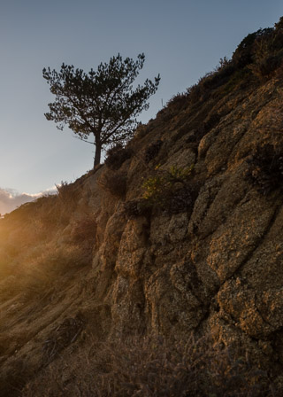 Conglomerate Growth