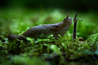 Slurping Slug