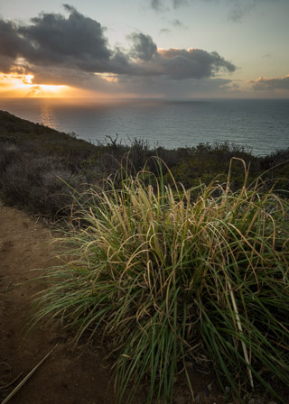 Grass Burst Near the Ocean