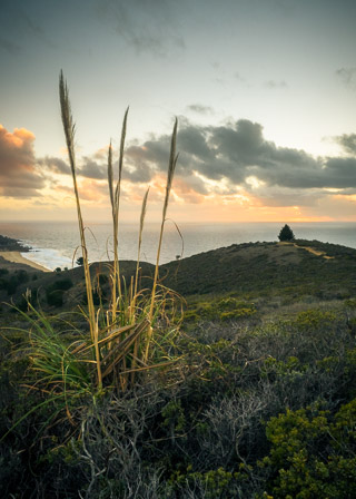 Towering Grass