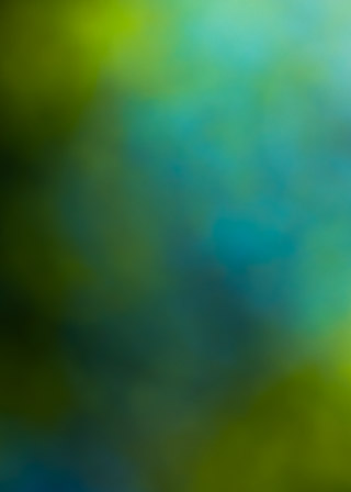 Daydream in the Forest