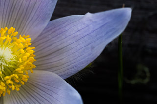 Crocus Detail