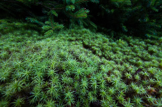 Polytrichum Carpet