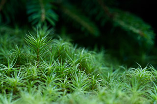 Hairy-Cap Moss Detail