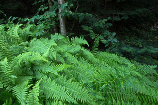 Slope of Ferns