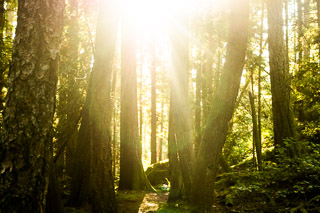 Forest Path to the Sun