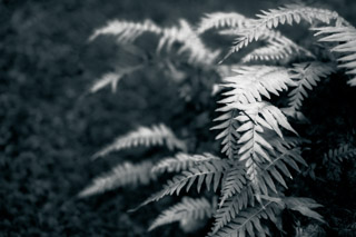 Silver Ferns