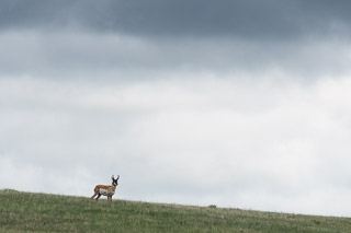 Pronghorn on Dry Slope