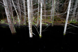 Black Cedar Swamp
