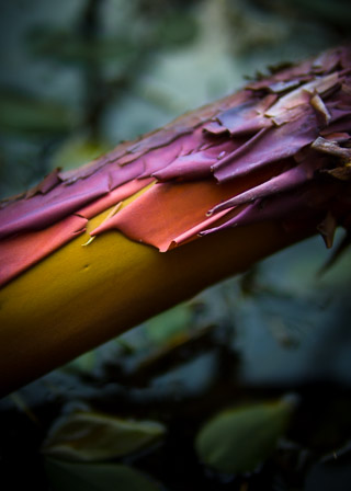 Arbutus Bark