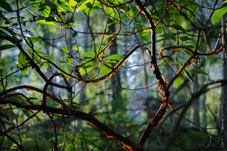 Backlit Arbutus Branches