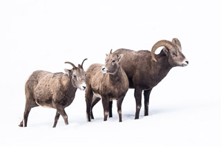 Sheep Family Portrait