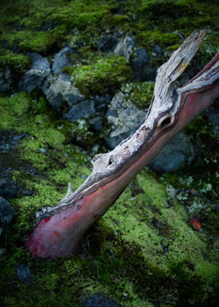 Arbutus Stump