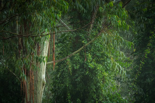 Dripping Bark