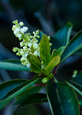 Arbutus Blossom