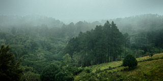 Stand of Pine in the Rain