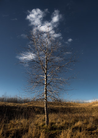 Ephemeral Leaves