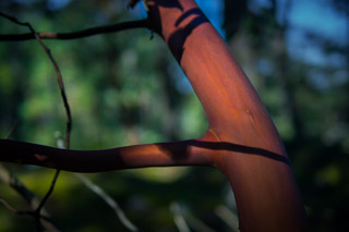 Fresh Red Bark