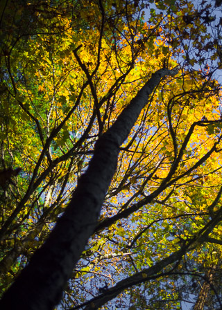 Bright Maple