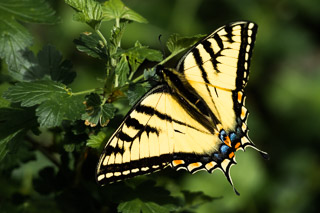 Tiger Swallowtail Wing
