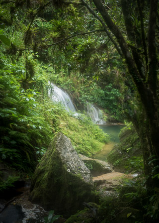 Jungle Alcove