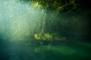 Hazy Rainforest Pool