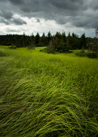 Grassy Salt Marsh