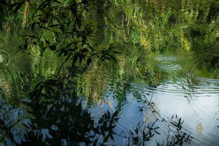Rippled Rainforest Reflections