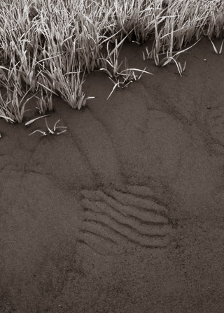 Tides Recorded