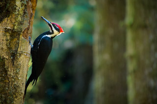 Pileated Woodpecker