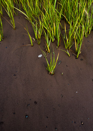 Growing Through Shifting Sand