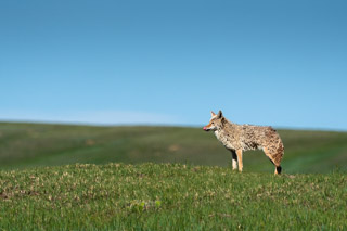 Coyote After Morning Swim