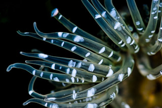 Anemone with Spots