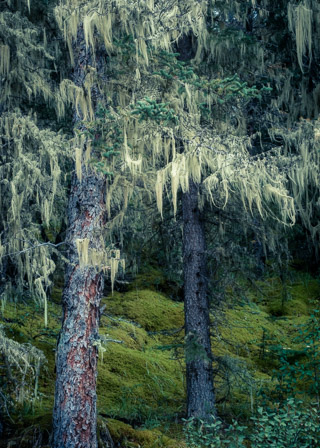 Old Man's Beard