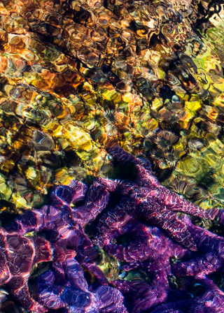 Dappled Starfish