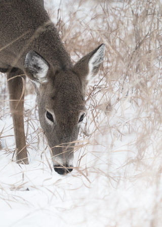 Sniffing the Snow