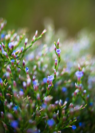 Tiny Wonderland